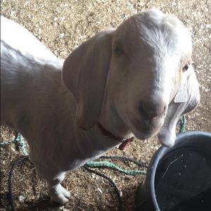 Meet your Posher, Tana